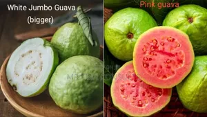 Jumbo Guava Seedling