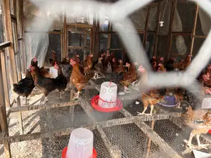 Broiler and Noiler Chicken