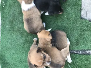 0-1 month Male Mixed Breed Toy Fox Terrier