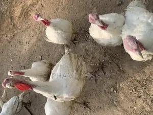Live Foreign Turkey