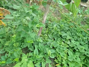 Plot of Land at Alatise