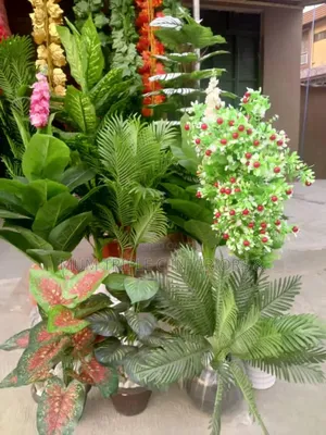 Flower  for Decoration