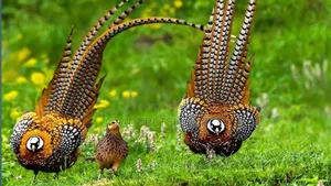 Beautiful Pheasants