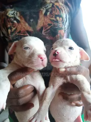 1-3 months Female Purebred American Pit Bull Terrier