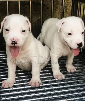 1-3 months Female Purebred American Pit Bull Terrier