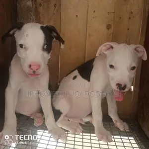 1-3 months Male Purebred American Pit Bull Terrier