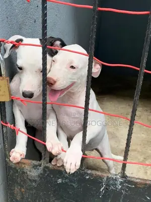 1-3 months Male Purebred American Pit Bull Terrier
