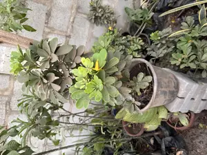 Schefflera Indoor and Outdoor Plants