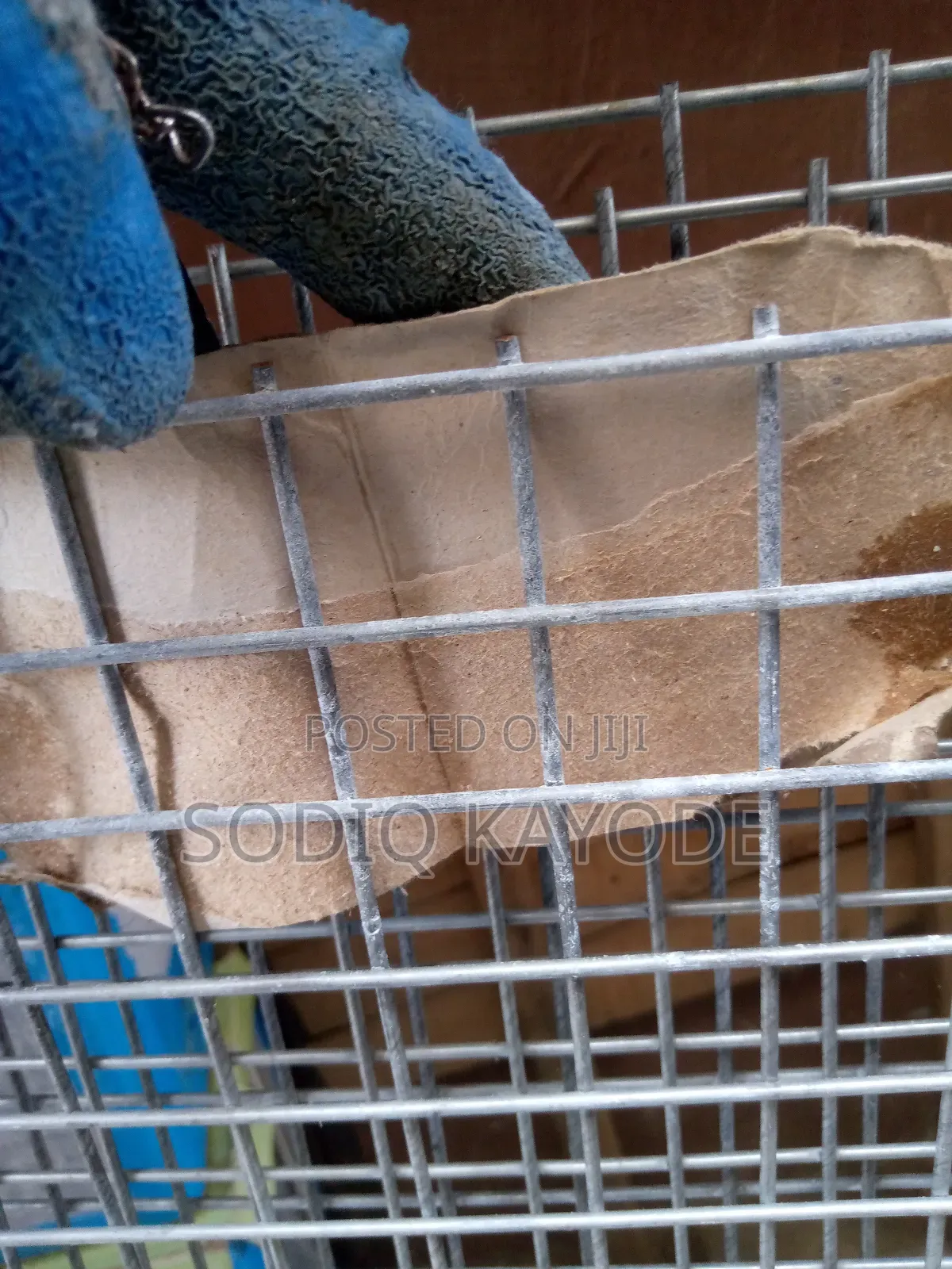 Galvanized Wire Mesh