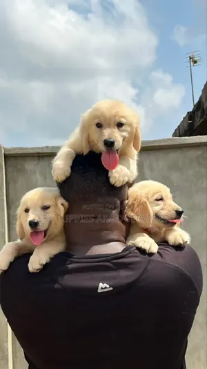 1-3 months Female Purebred Golden Retriever