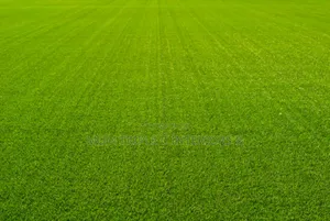 Hard Base 10mm Artificial Grass