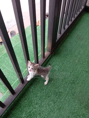 1-3 months Female Purebred American Wirehair