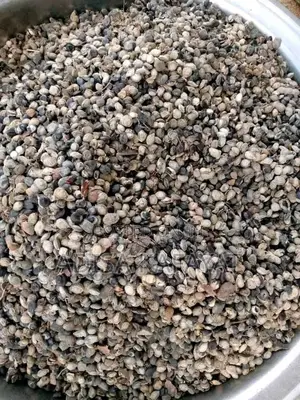 Iru Ekiti (Stone Free Locust Beans)