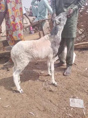 Medium Sized Ram
