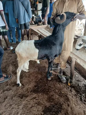 Big and Healthy Ram