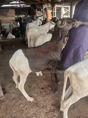Giant and Healthy Ram