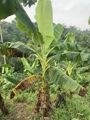 Farm Manager/Consultant