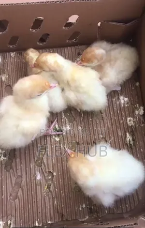 Day Old Foreign Turkey