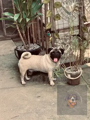 1+ year Male Purebred Pug