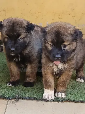 1-3 months Female Purebred Caucasian Shepherd