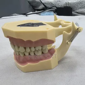 Dental Jaw Model