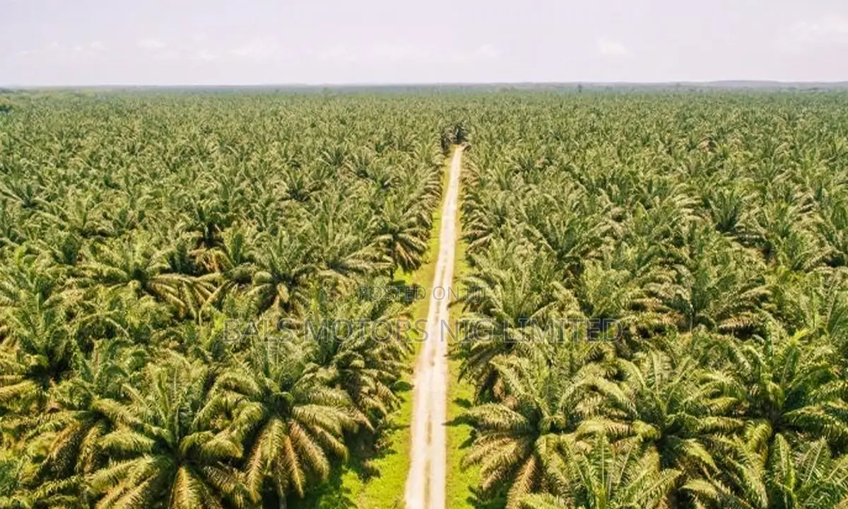 Palm Tree Farm Land