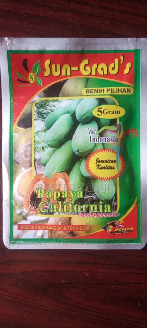 Hybrid Pawpaw Seed