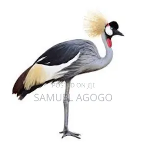 Grey Crown Crested Bird