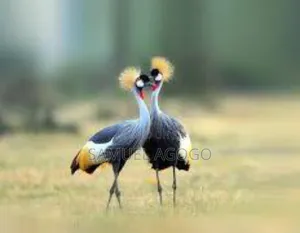 Grey Crown Crested Bird