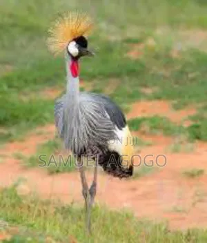 Grey Crown Crested Bird