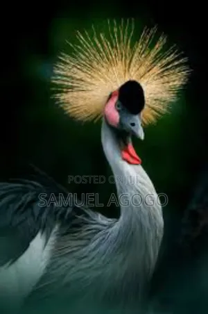 Grey Crown Crested Bird
