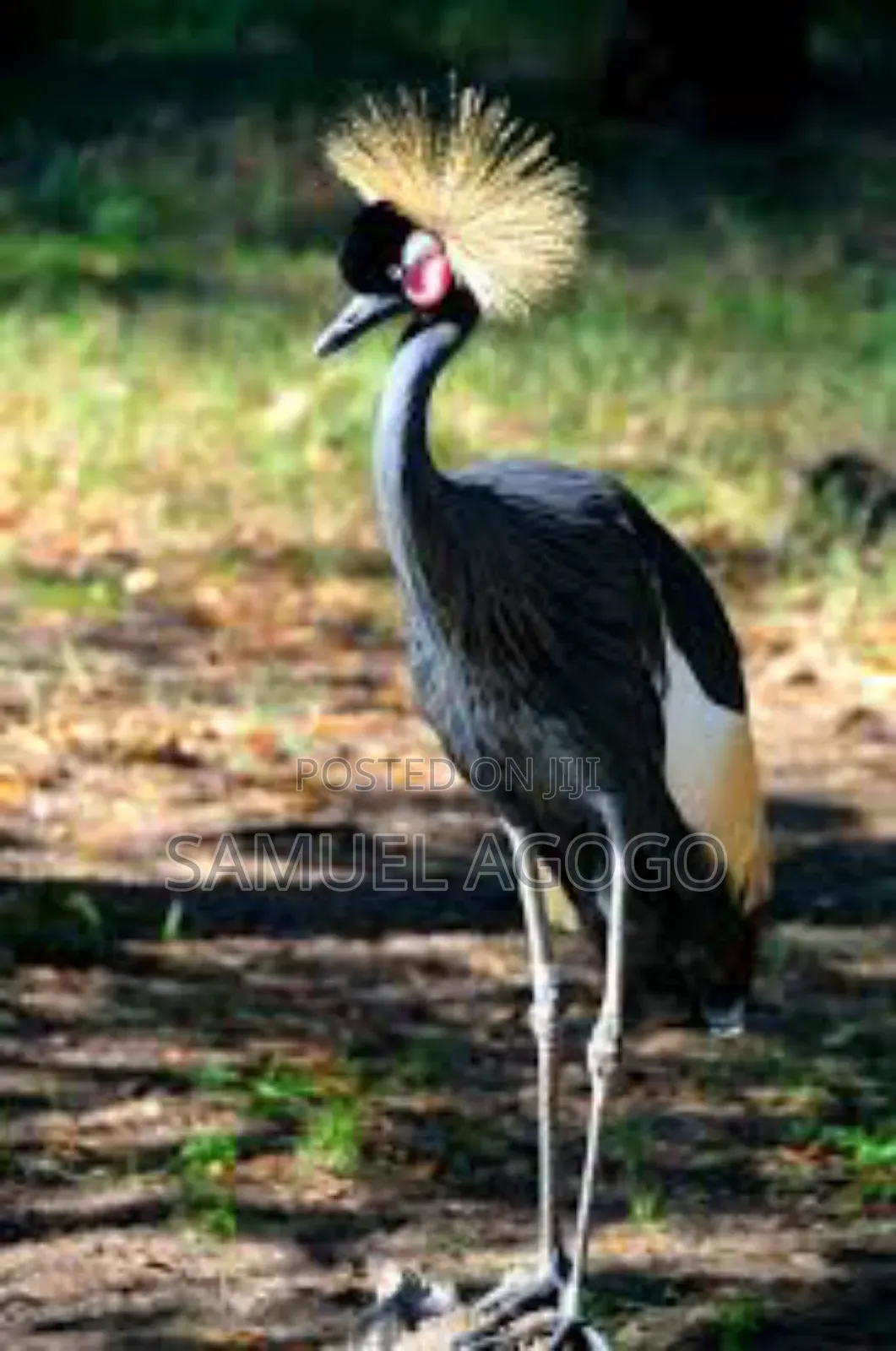 Grey Crown Crested Bird