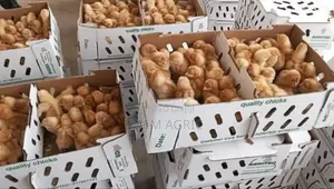 High Eggs Laying Chicks