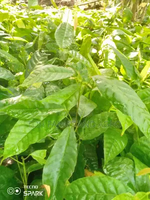 T-Series Cocoa Seedling
