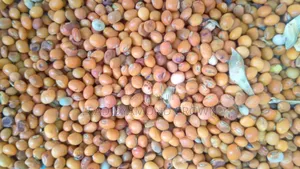 Cajanus Cajan (Pigeon Peas)