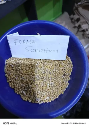 Forage Sorghum