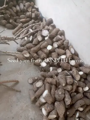 Seed Yam/Yam Sett.