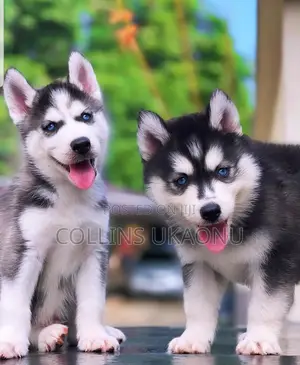 1-3 months Female Purebred Siberian Husky