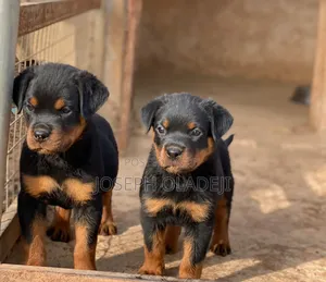 1-3 months Male Purebred Rottweiler