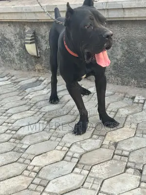 6-12 months Male Purebred Cane Corso
