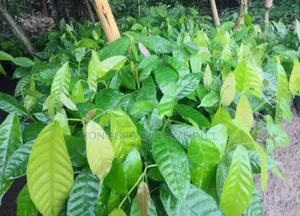 Giant Hybrid Cocoa Seedling