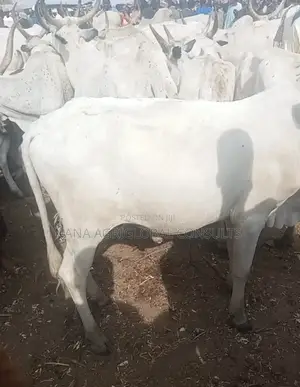 Cow (Sokoto and Bokolo) Cattle