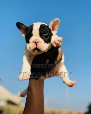 1-3 months Male Purebred French Bulldog