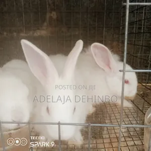 Rabbit of All Ages Are Available