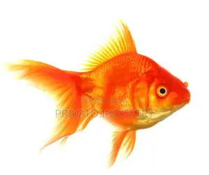 Aquarium Gold Fish Bulk Price