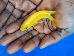Yellow Lab Cichlids