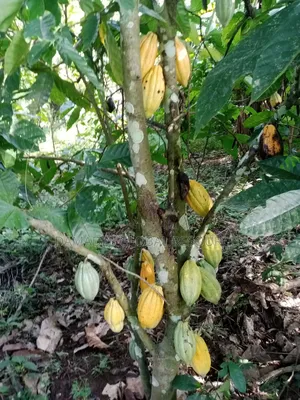Cocoa Seedling