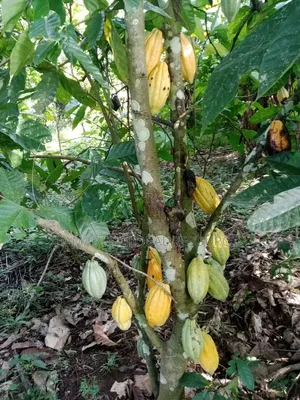 Cocoa Seedling