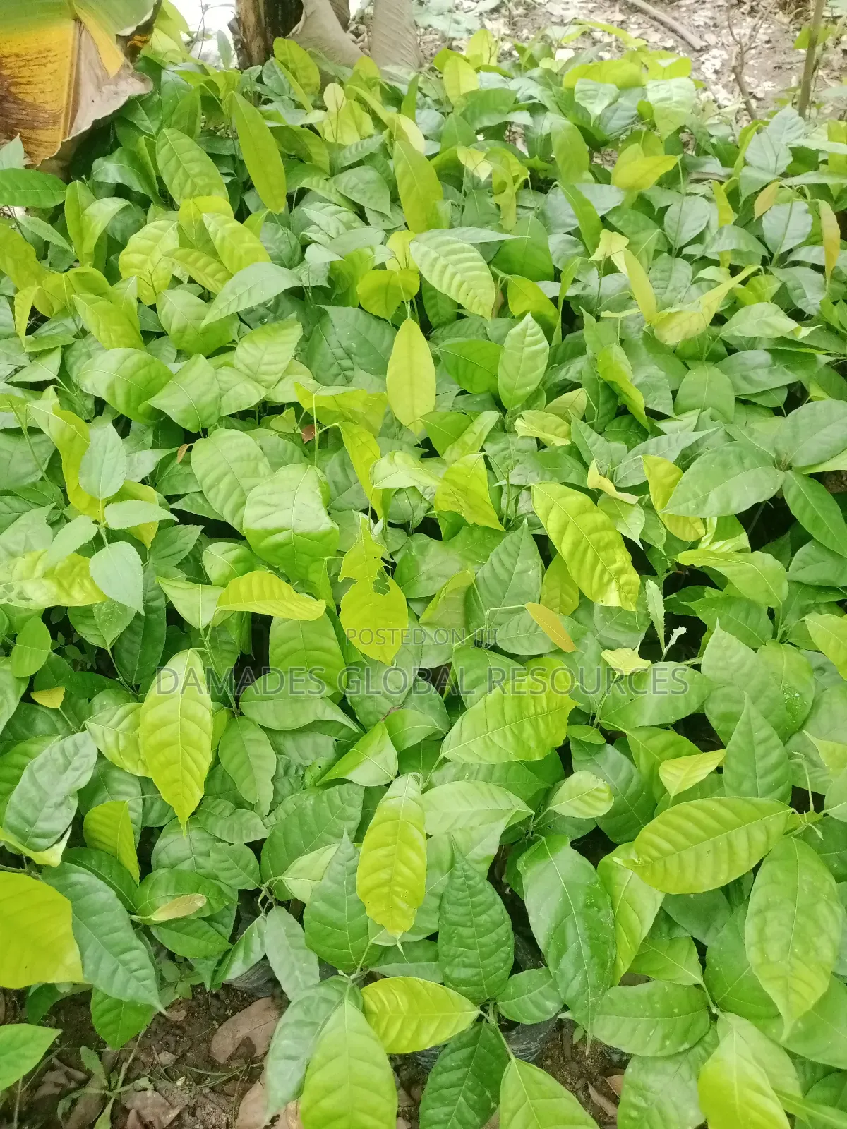 Cocoa Seedling