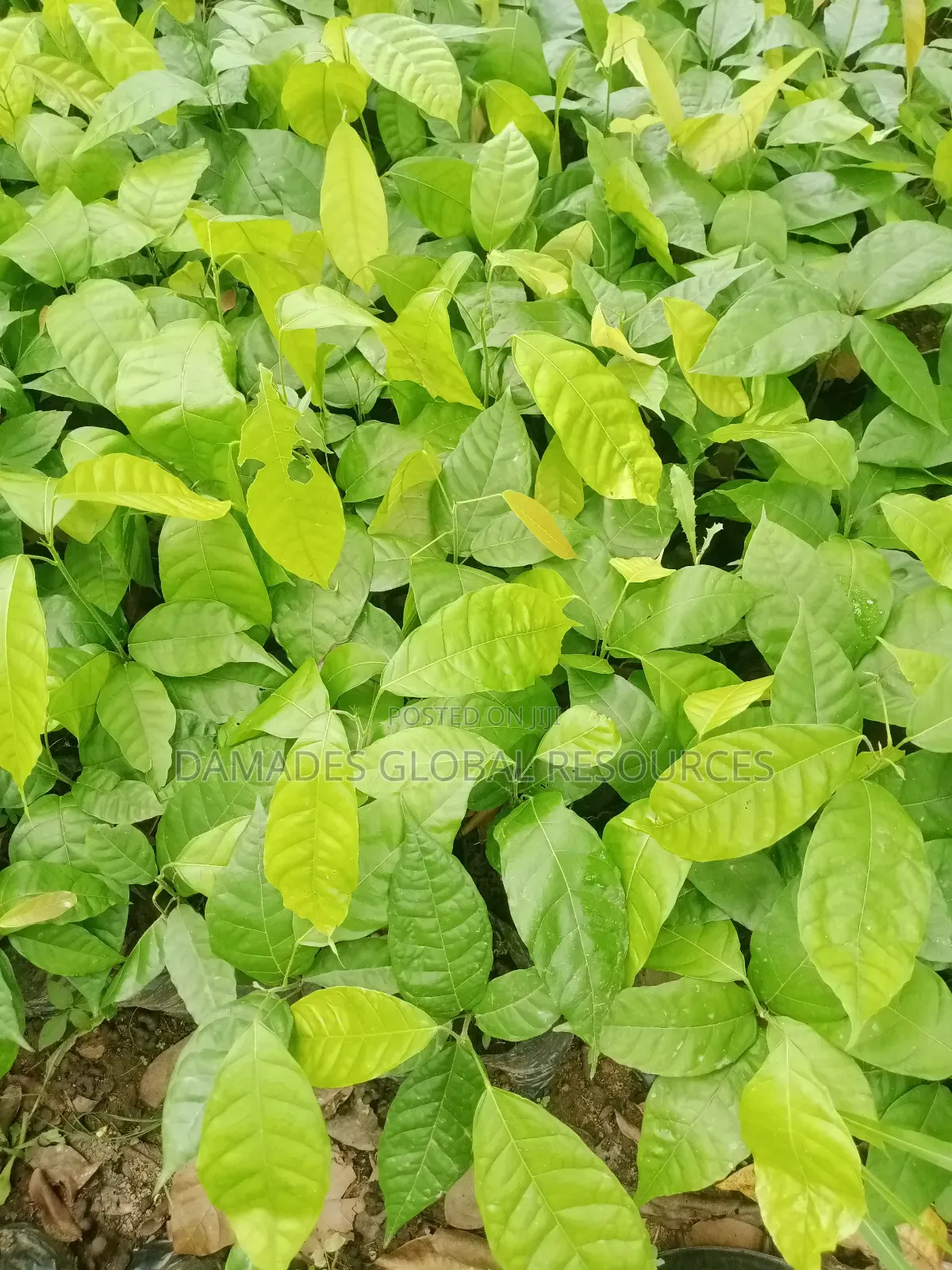 Cocoa Seedling